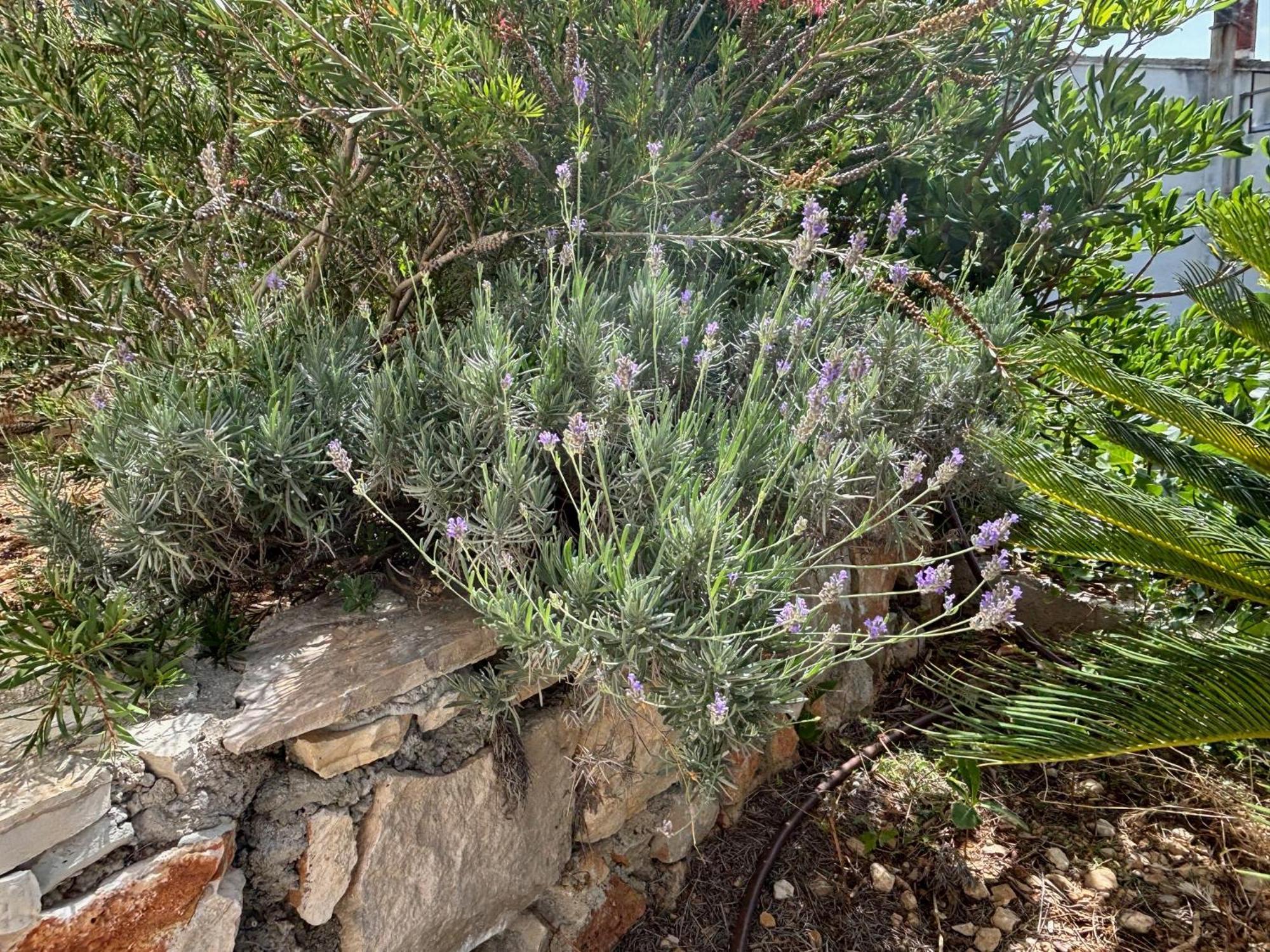 Villa Oleana Μακάρσκα Εξωτερικό φωτογραφία